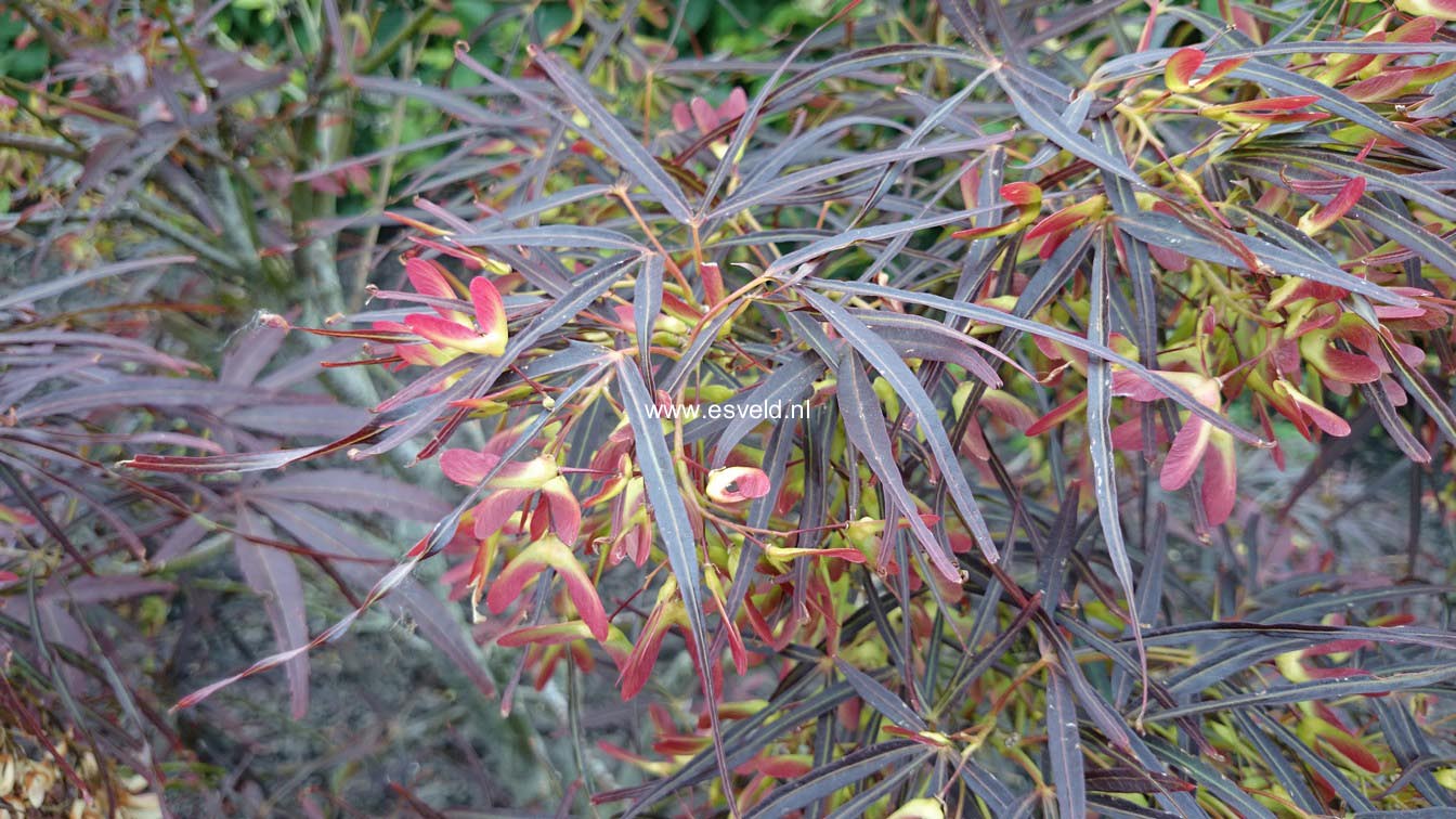 Acer palmatum 'Red Pygmy'