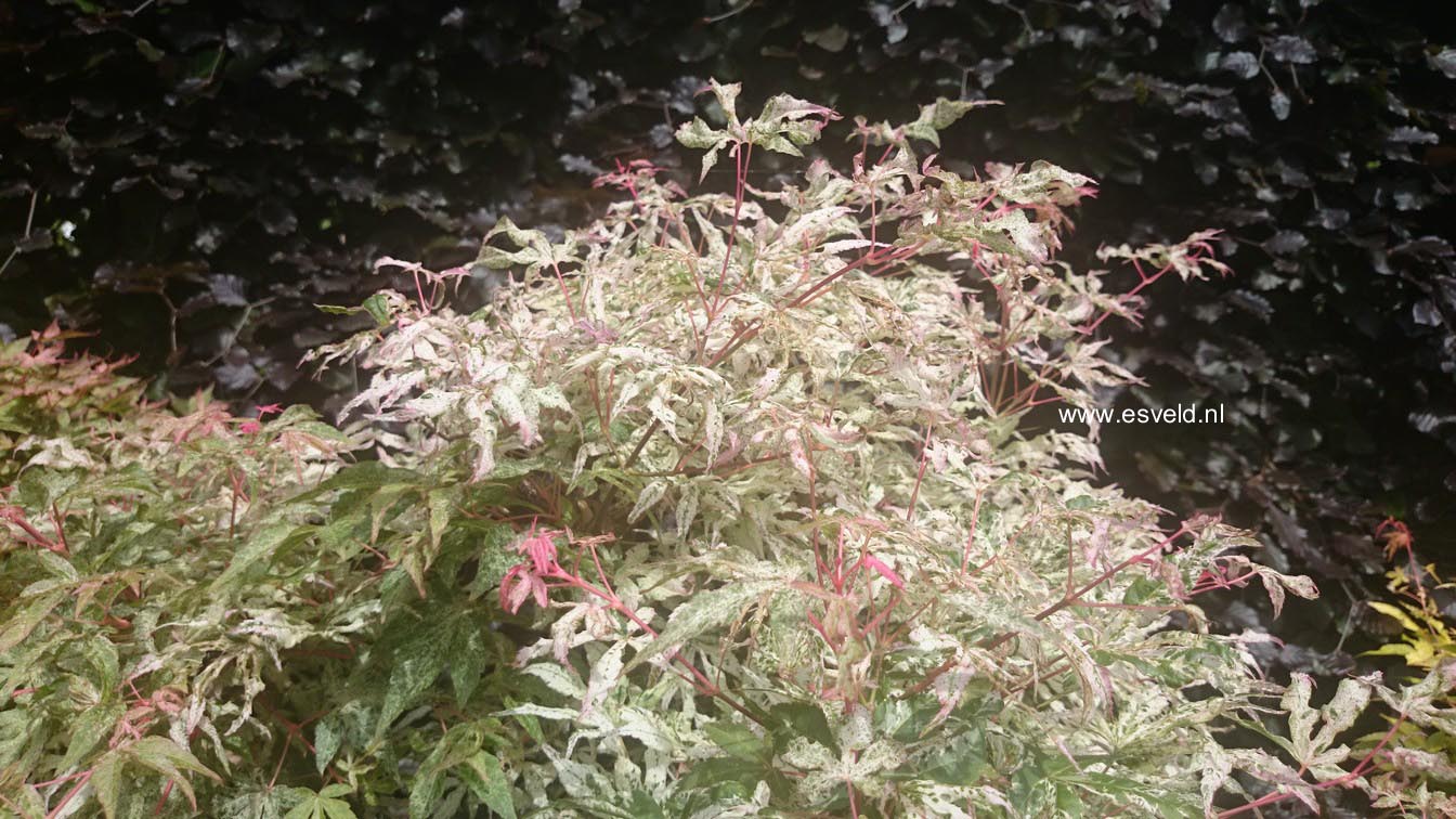 Acer palmatum 'Uki gumo'