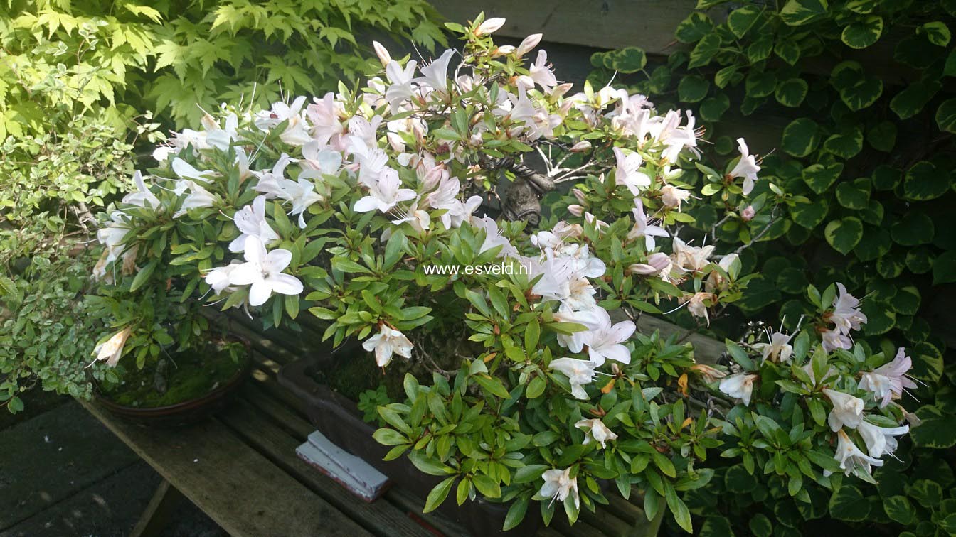 Rhododendron indicum 'Kozan'