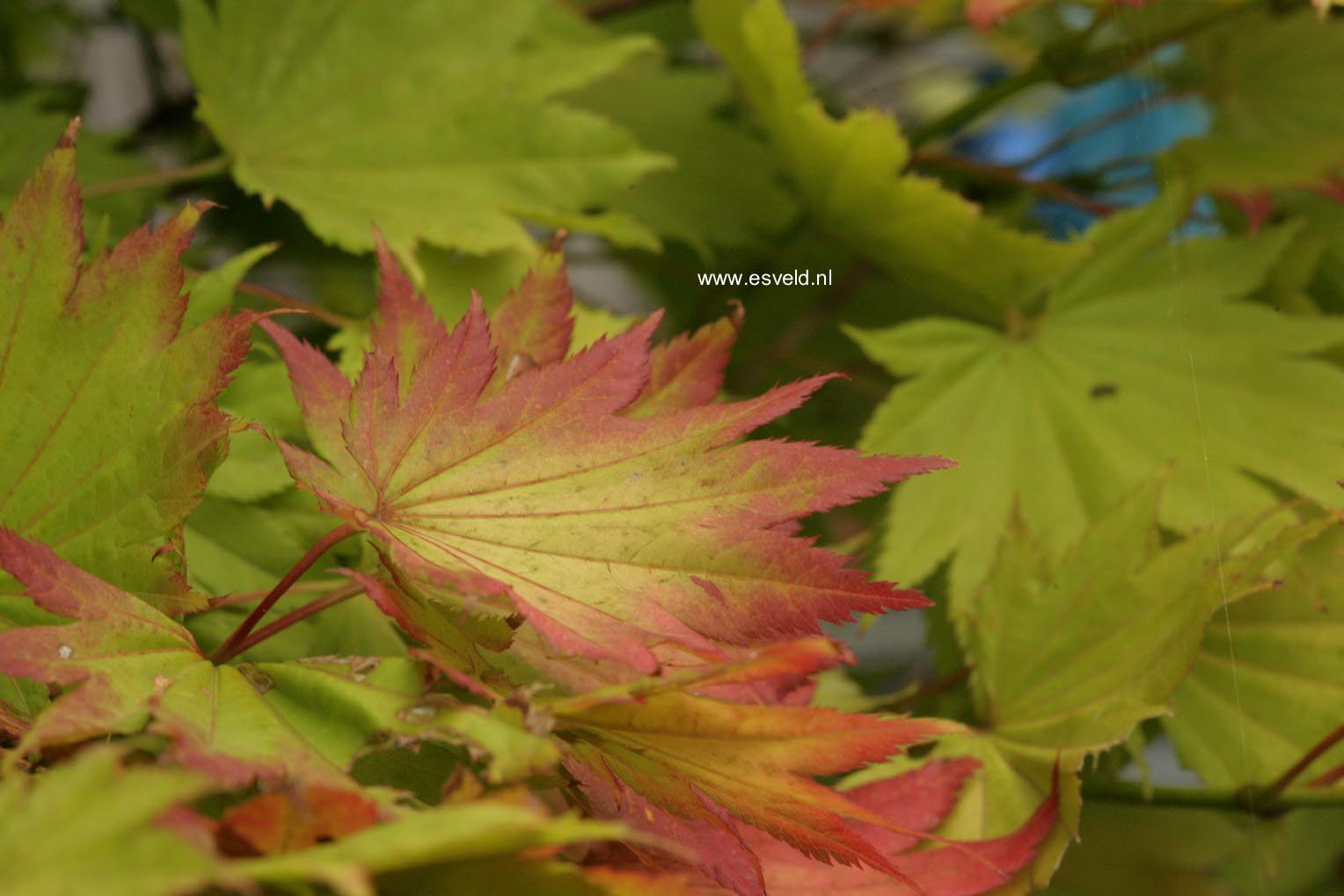 Acer shirasawanum 'Aureum'