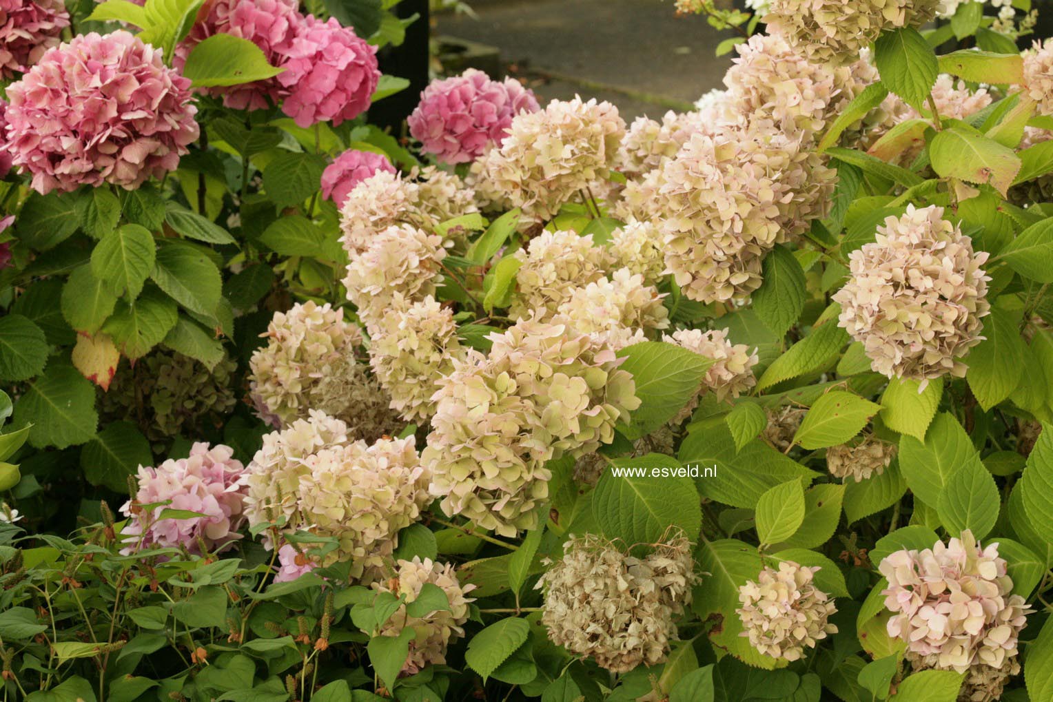 Hydrangea macrophylla 'Semperflorens','Bailmer'(ENDLESS SUMMER)