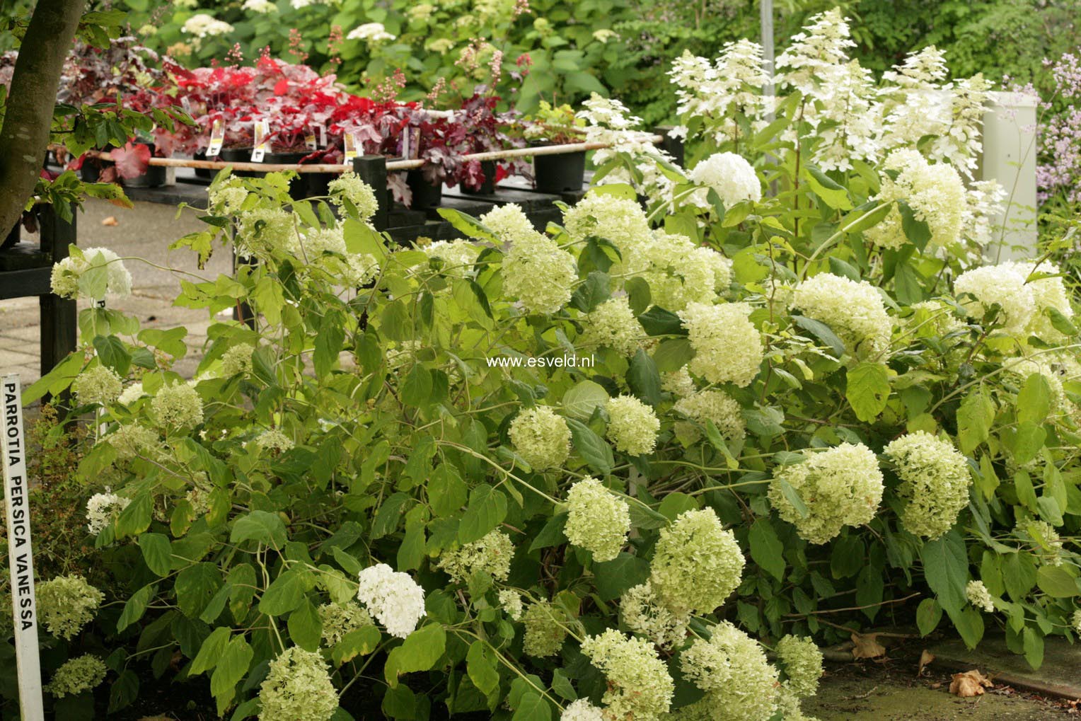 Hydrangea arborescens 'Sheep Cloud'