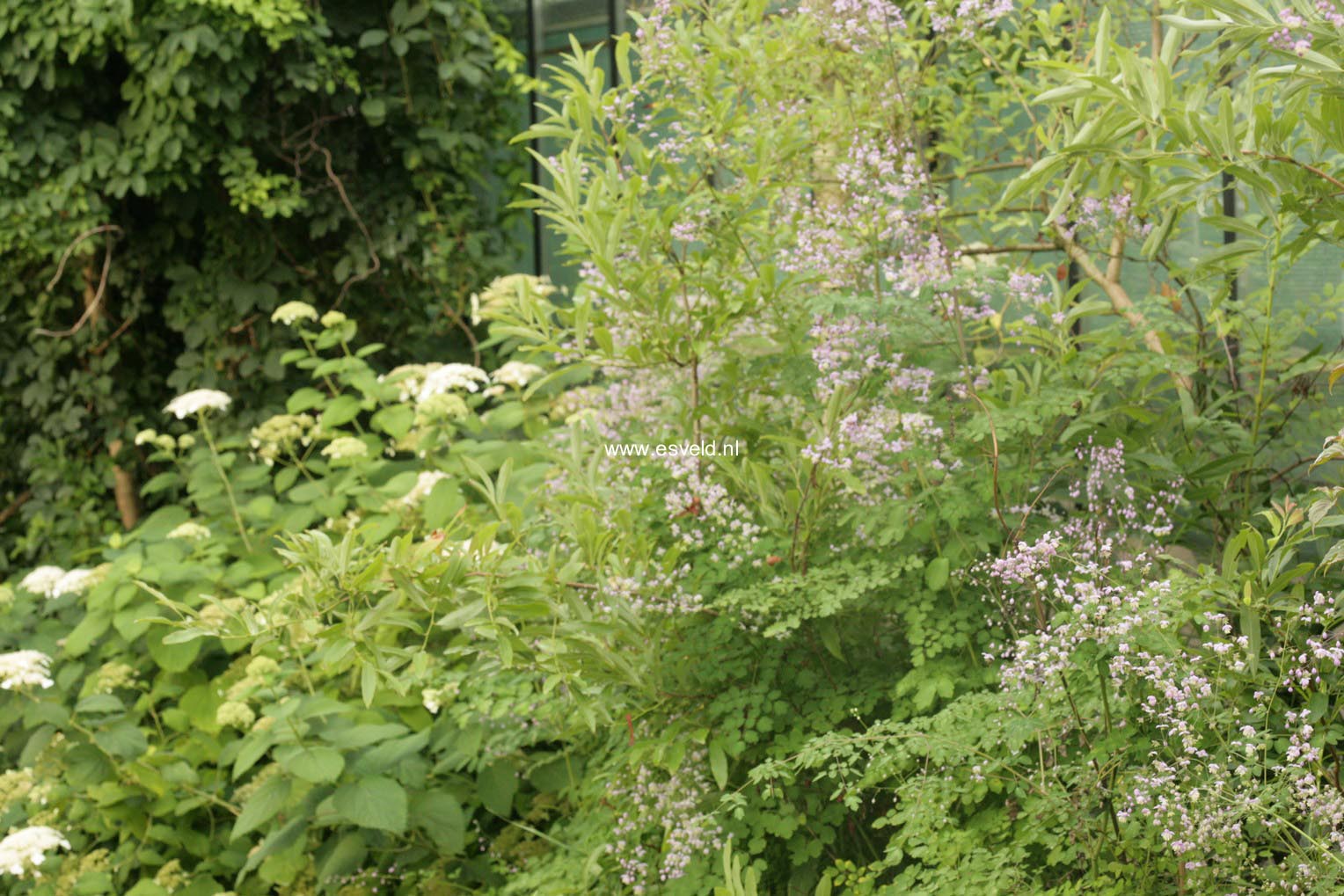 Thalictrum delavayi