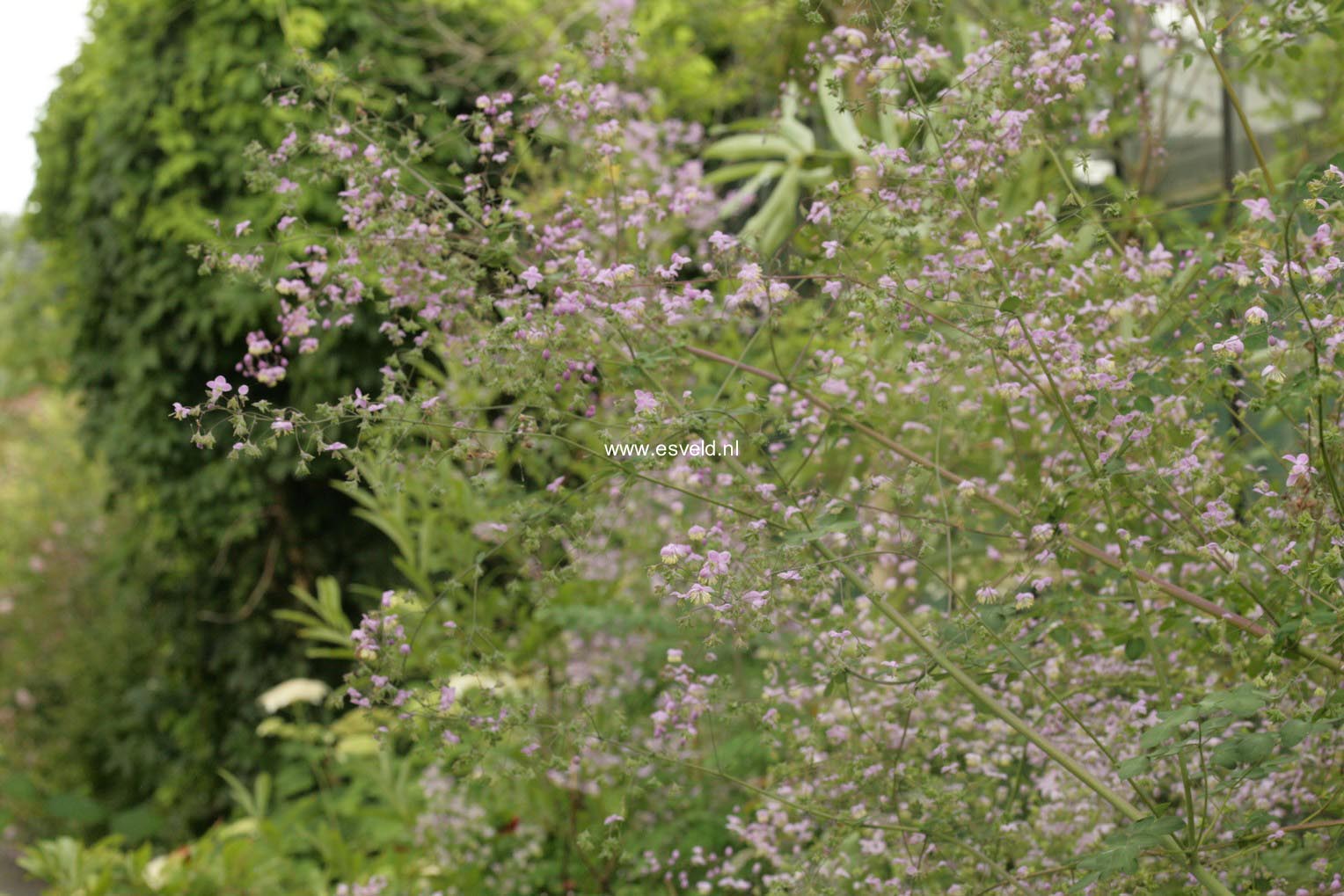 Thalictrum delavayi