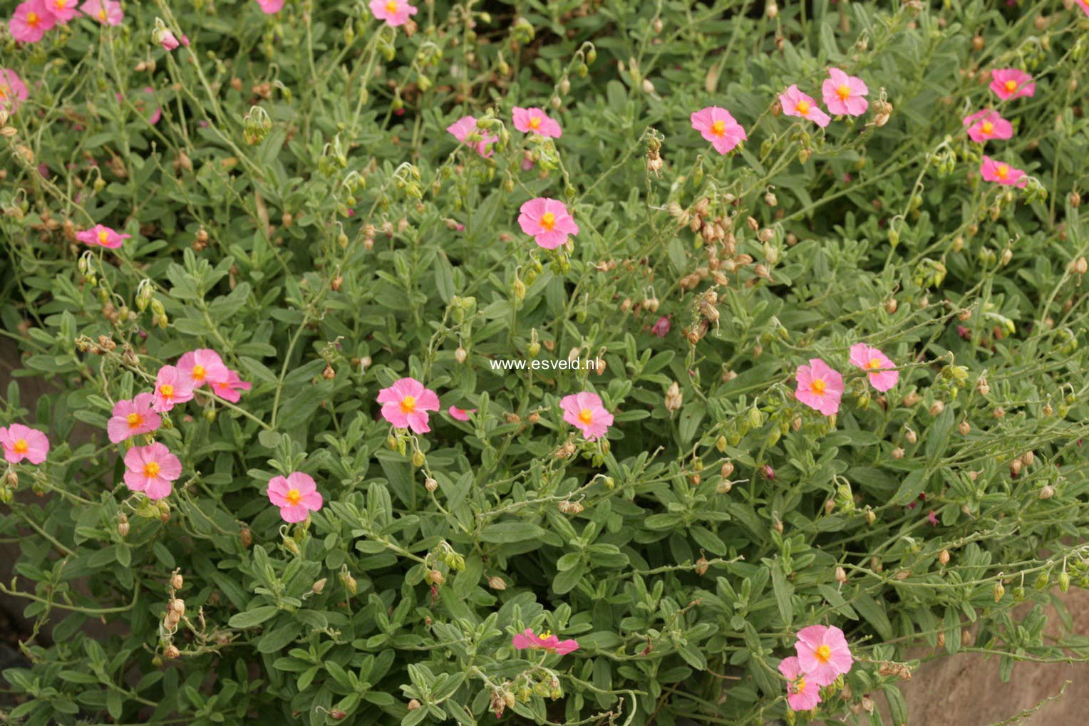 Helianthemum 'Ben Hope'