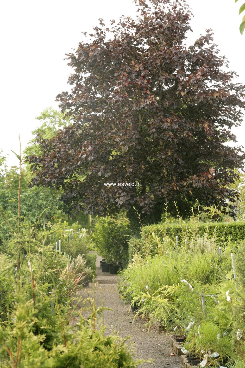 Acer platanoides 'Crimson King'