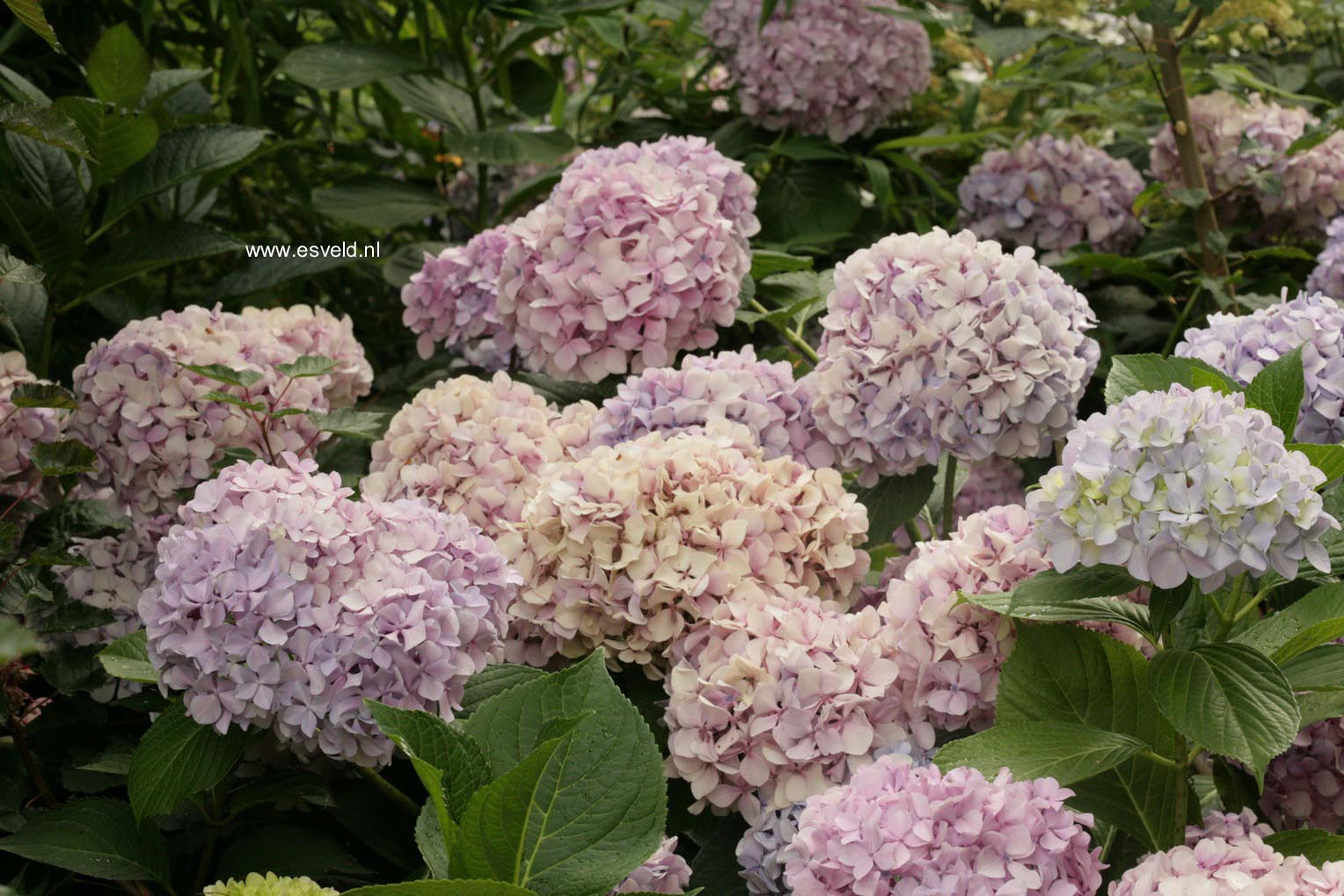 Hydrangea macrophylla 'Joseph Banks'