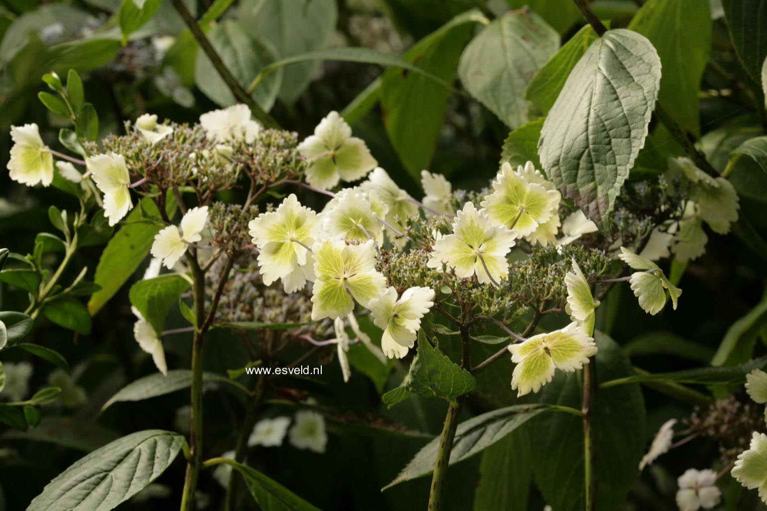 Hydrangea macrophylla 'Nadeshiko'