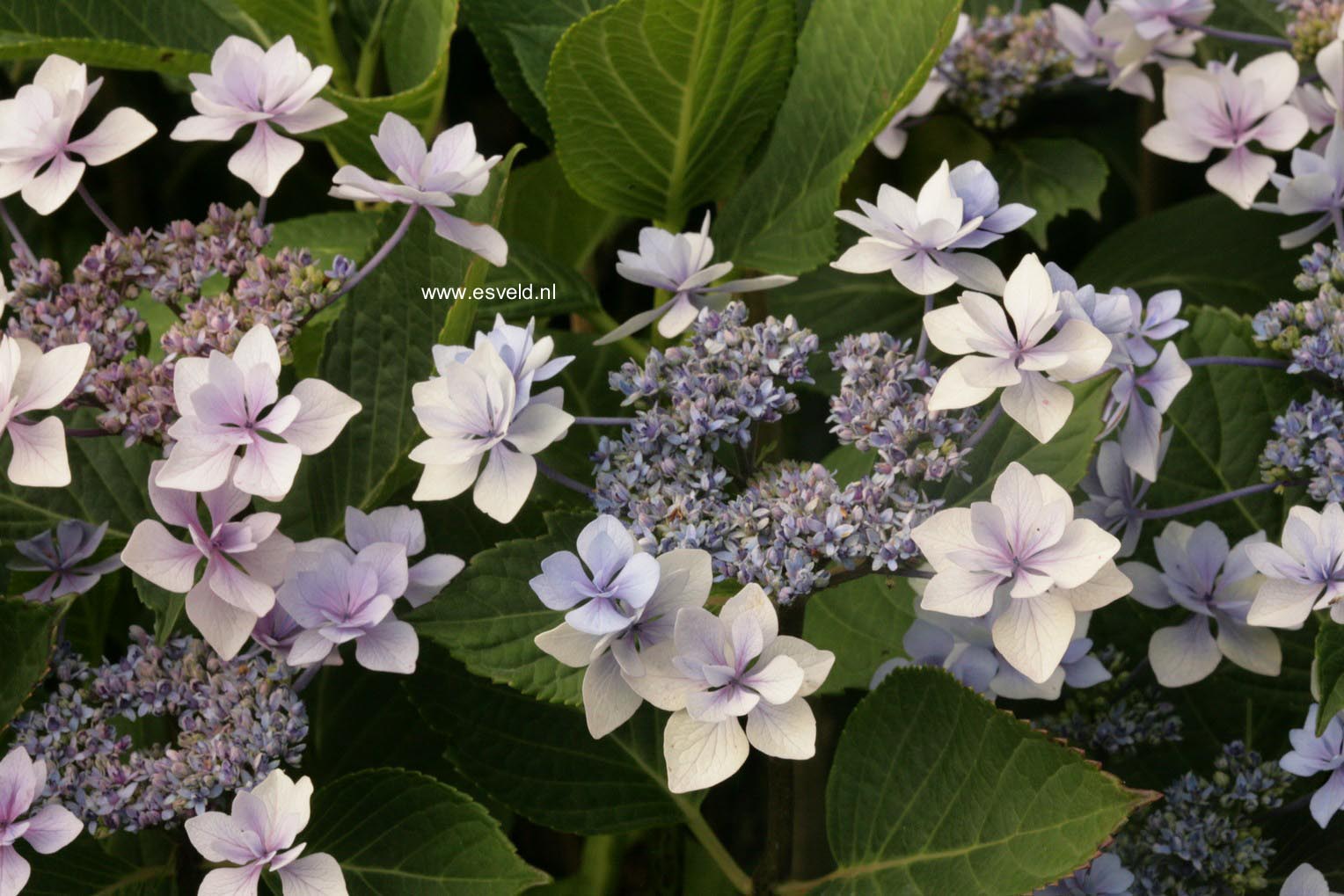 Hydrangea macrophylla 'Jogosaki'