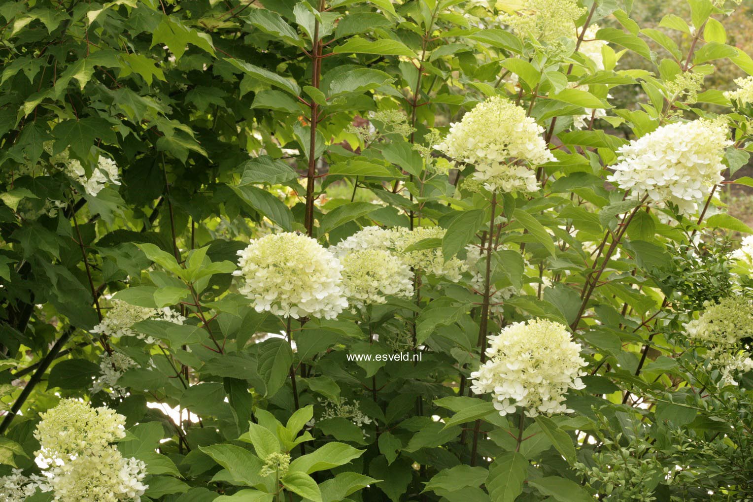 Hydrangea paniculata 'Phantom'