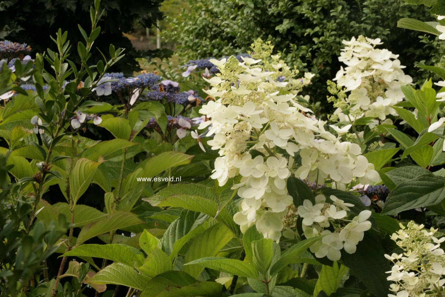 Hydrangea paniculata 'Pink Diamond'