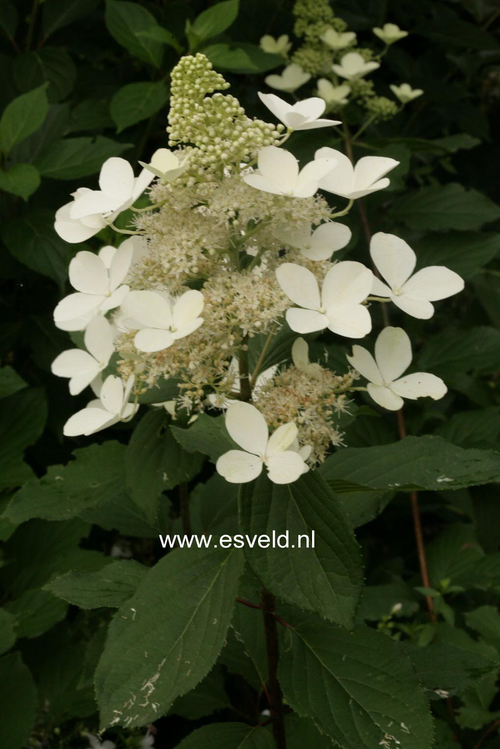 Hydrangea paniculata 'White Goliath'