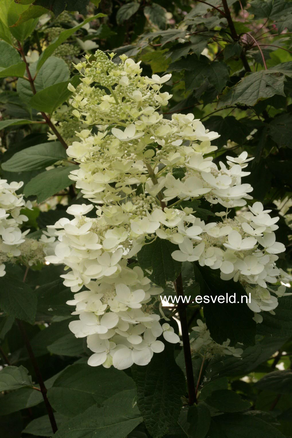 Hydrangea paniculata 'Dolly'