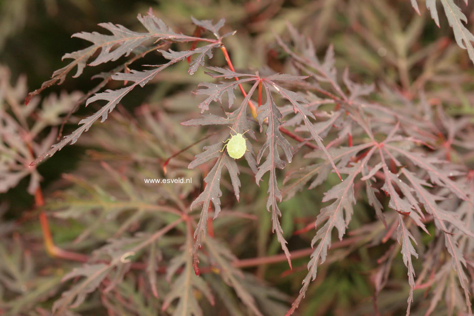 Acer palmatum 'Firecracker'