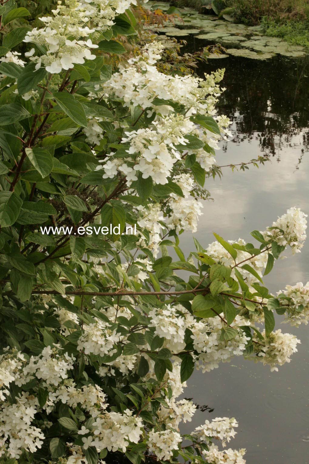 Hydrangea paniculata