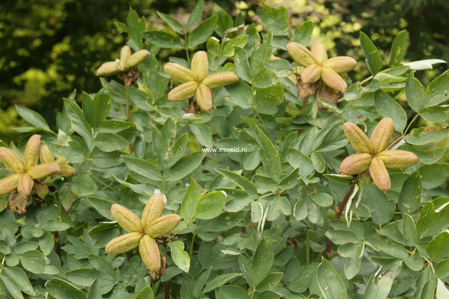 Paeonia rockii