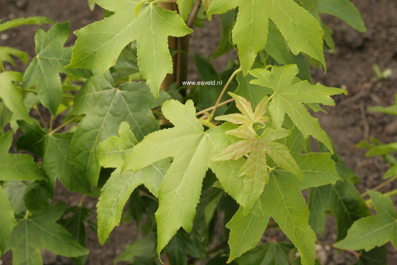 Liquidambar styraciflua 'Autumn Color Globe'