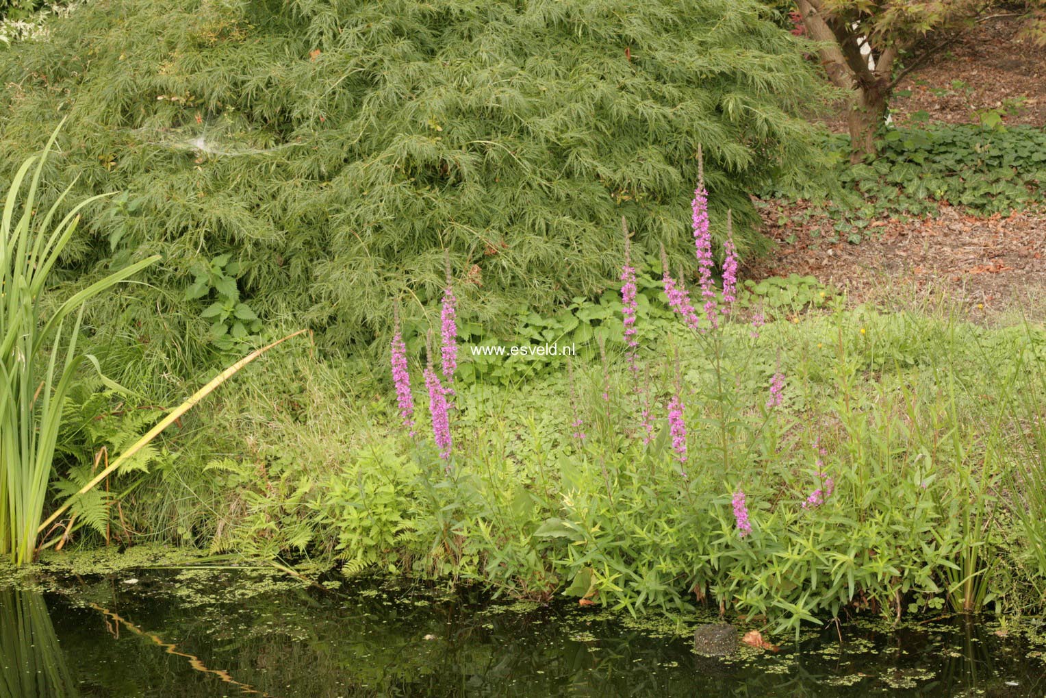 Lythrum salicaria