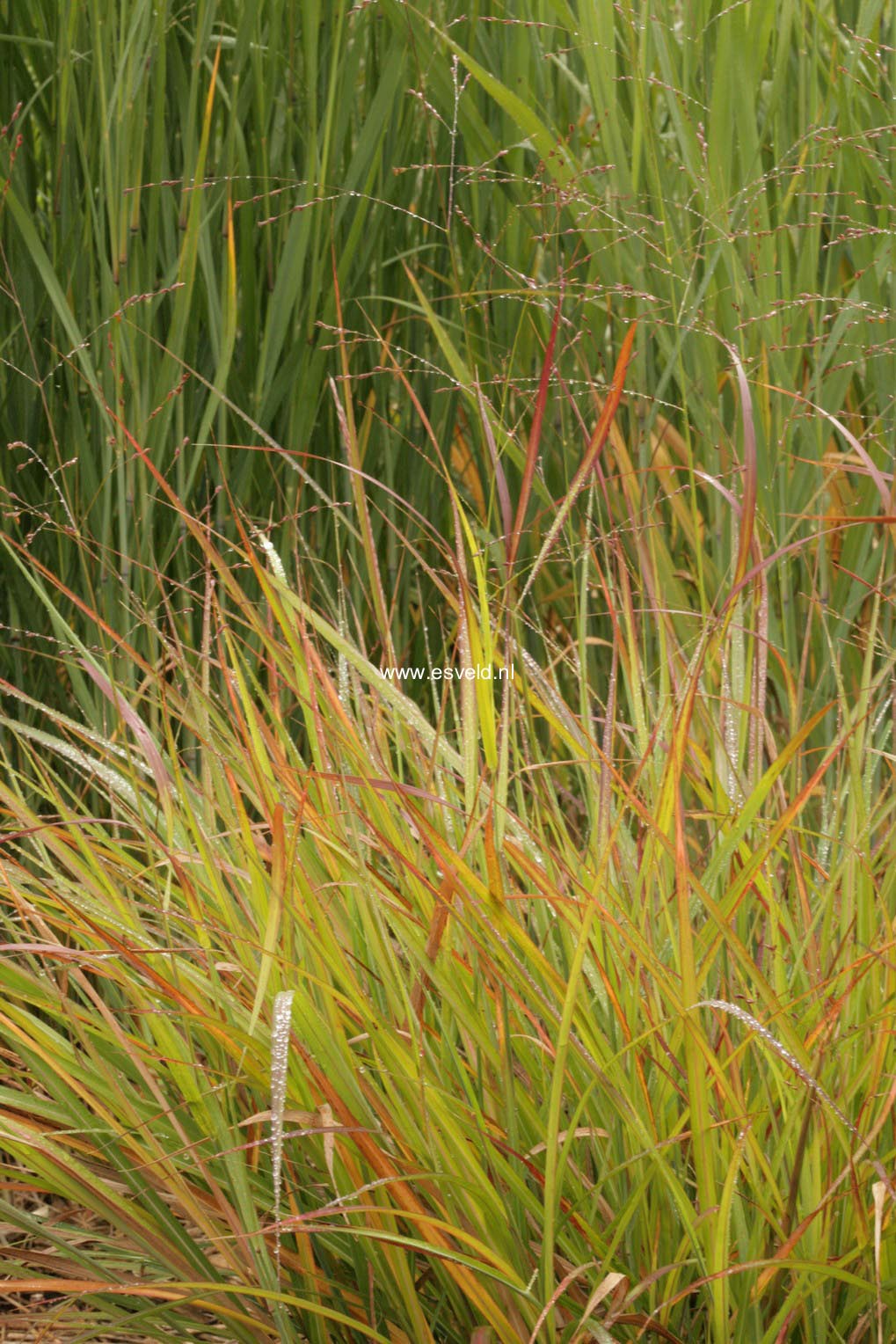 Panicum virgatum 'Rotstrahlbusch'