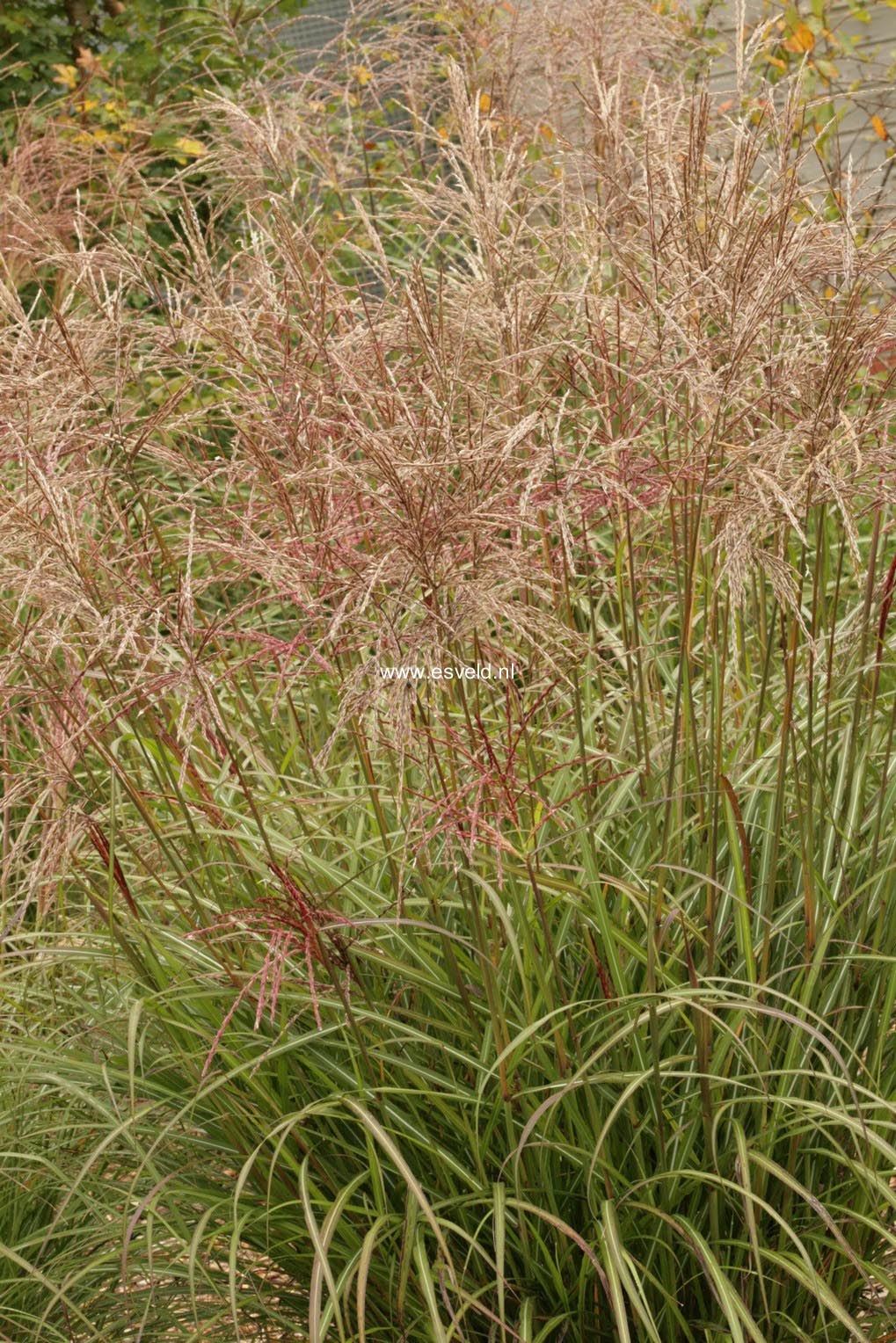 Miscanthus sinensis 'Ferner Osten'