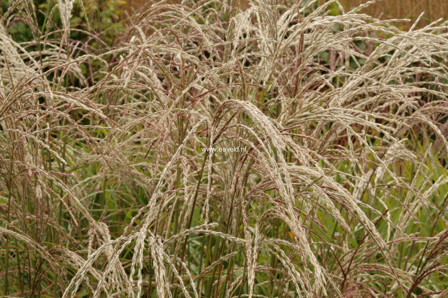 Miscanthus sinensis 'Kleine Fontaene'