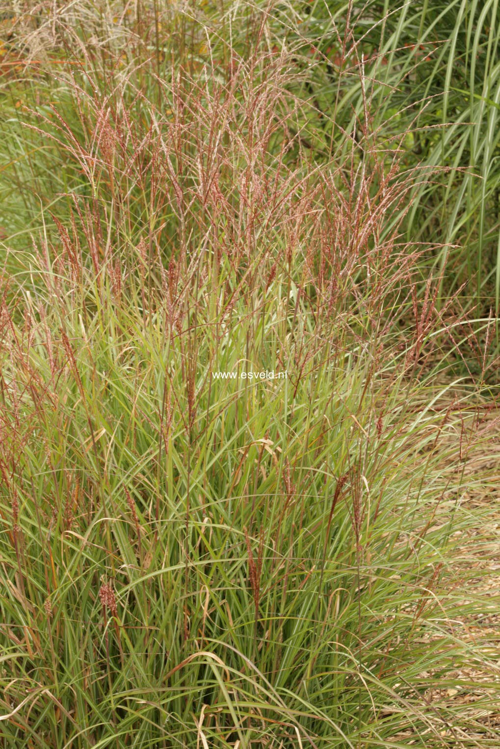 Miscanthus sinensis 'Kleine Silberspinne'