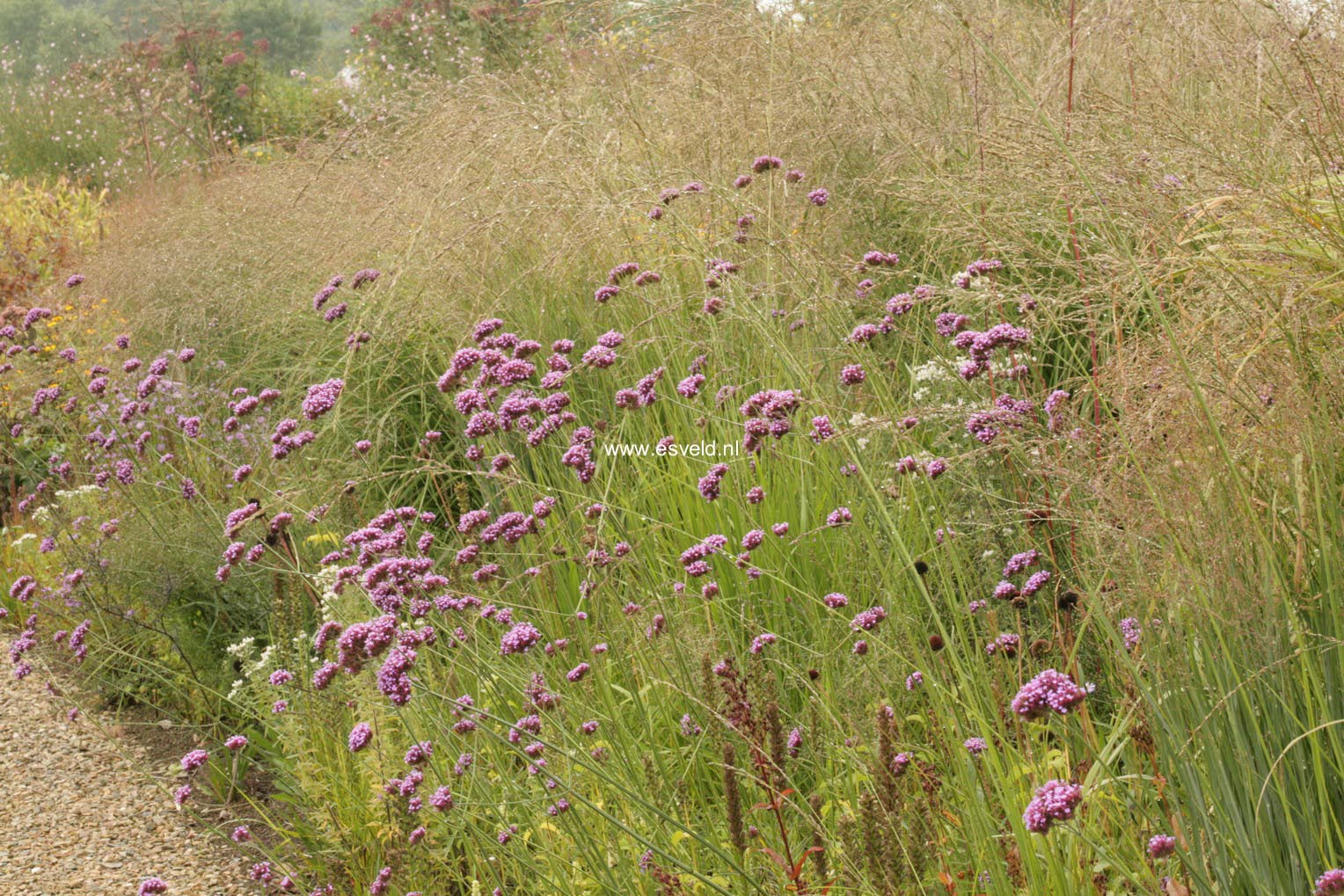 Verbena bonariensis