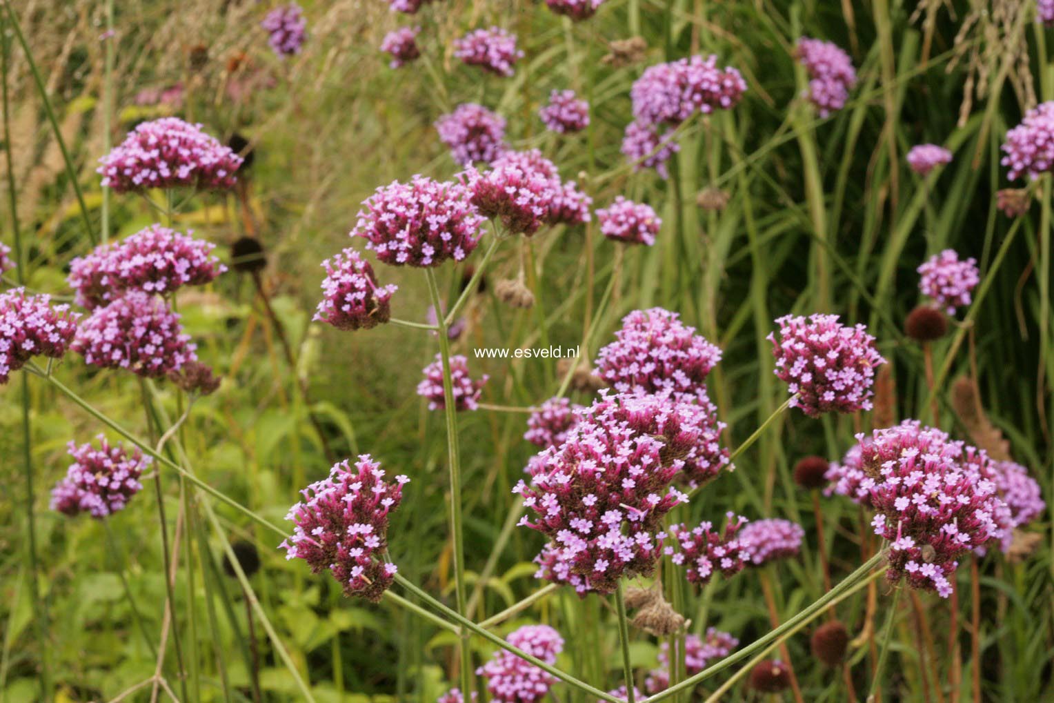 Verbena bonariensis