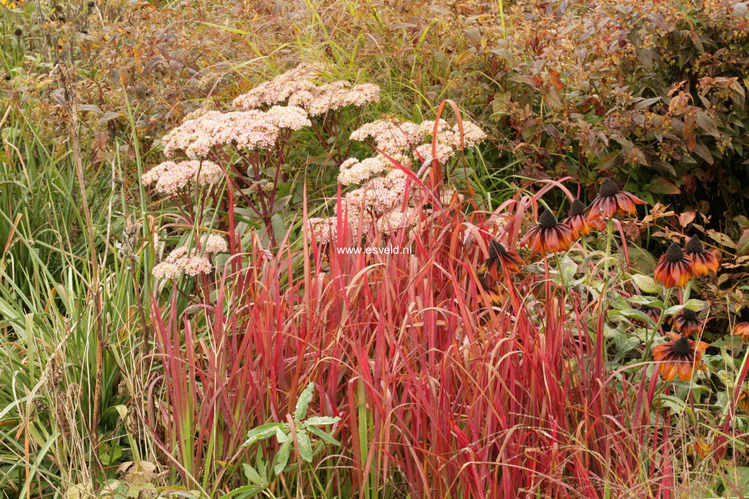 Imperata cylindrica 'Red Baron'