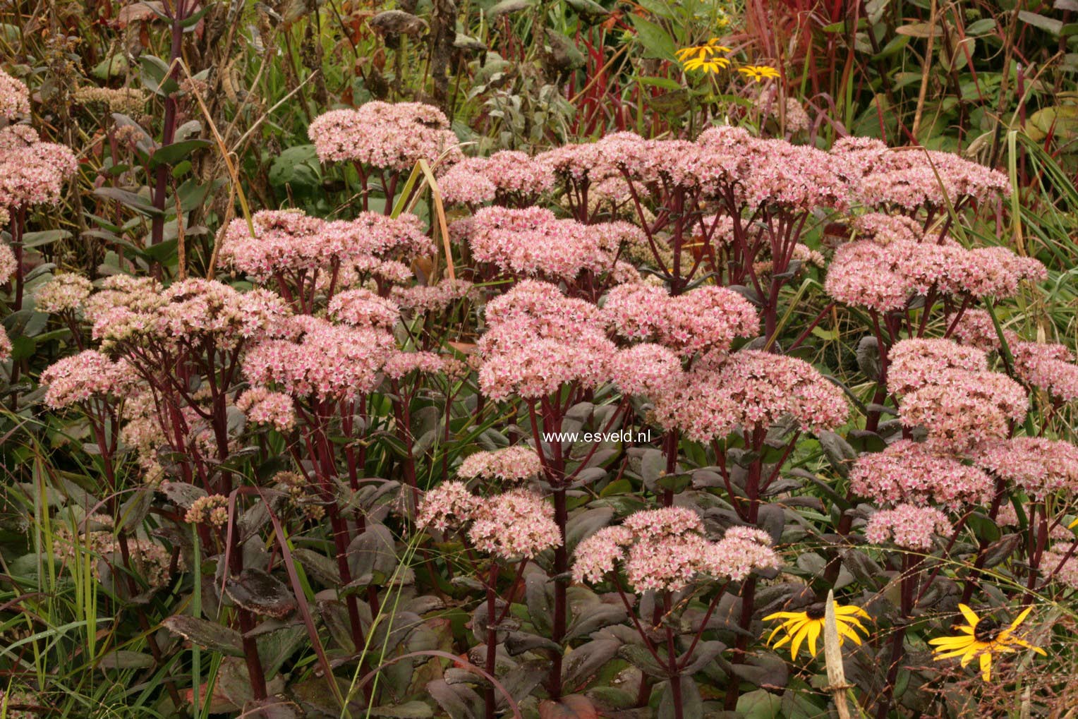 Sedum 'Matrona'