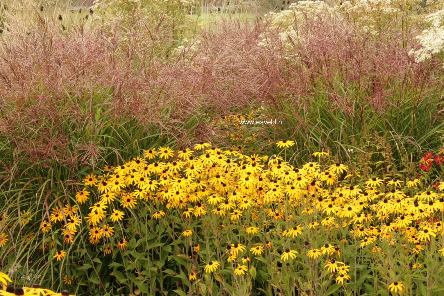 Rudbeckia fulgida var. deamii