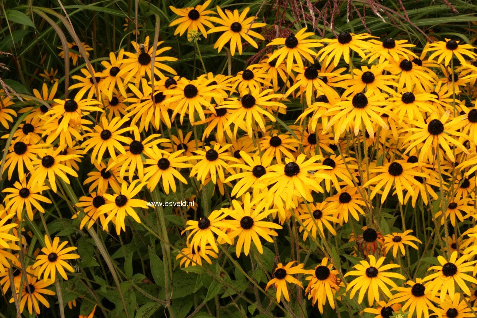 Rudbeckia fulgida var. deamii