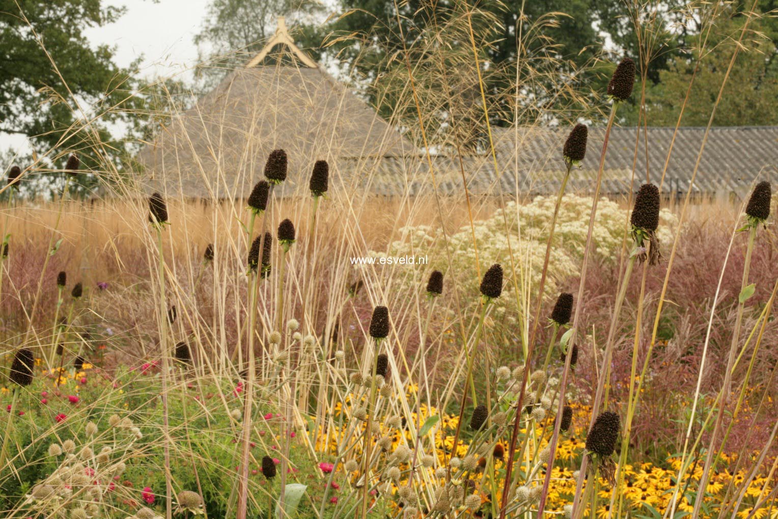 Rudbeckia maxima