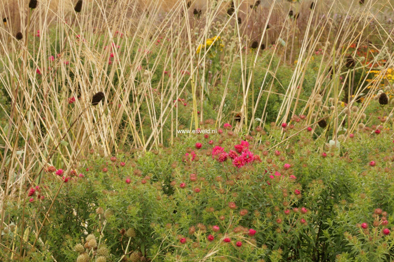 Aster novae-angliae 'Andenken an Alma Poetschke'