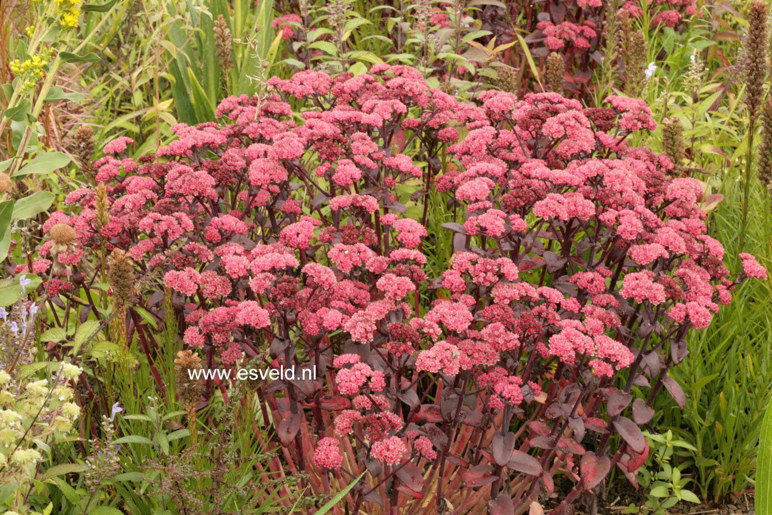 Sedum telephium 'Karfunkelstein'