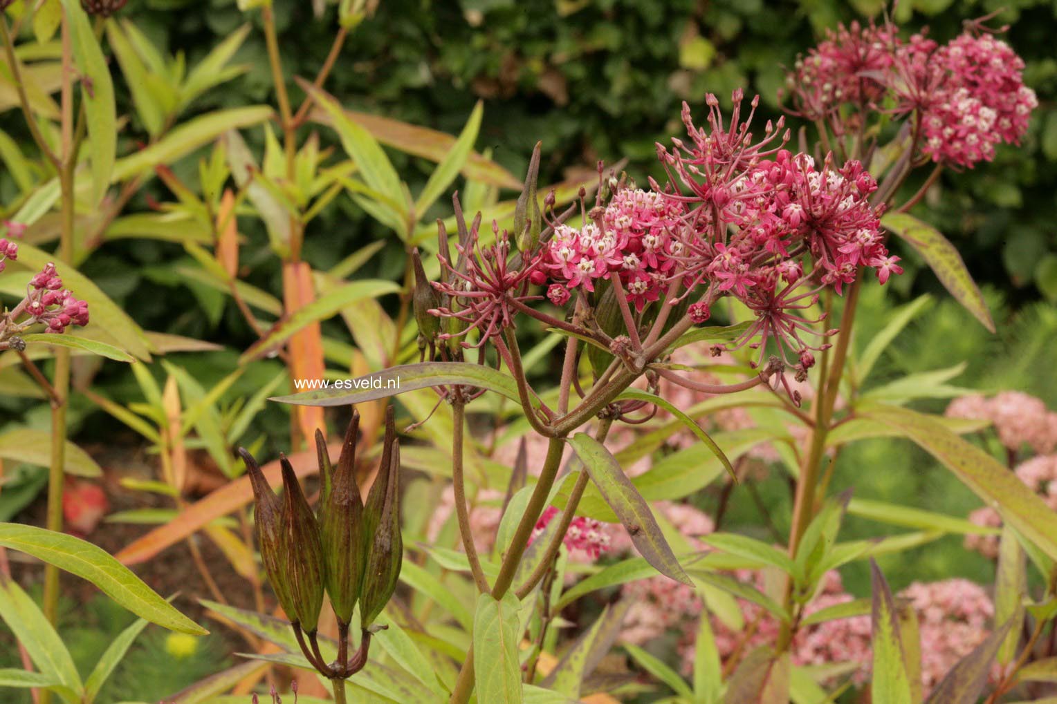 Asclepias tuberosa