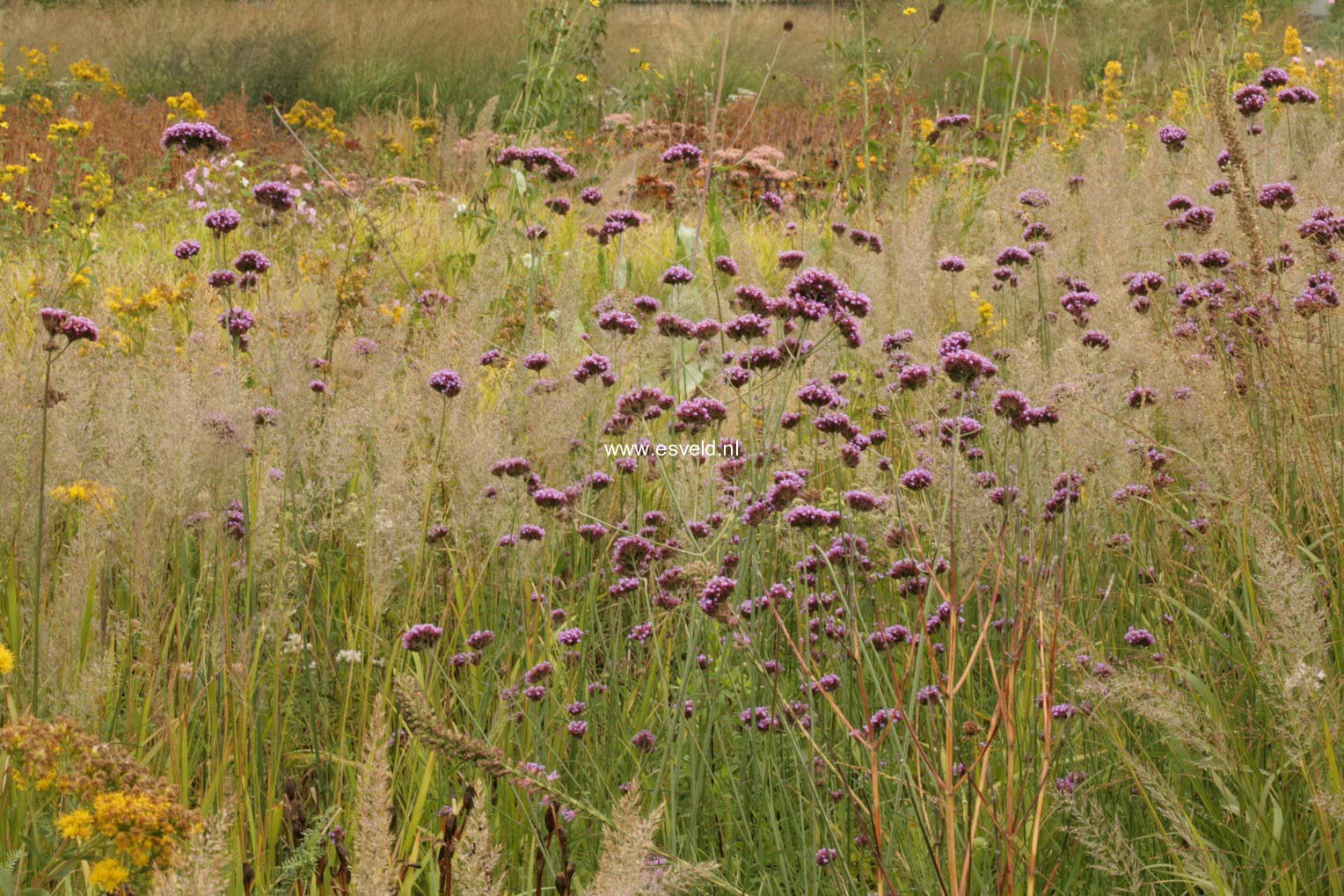 Verbena bonariensis