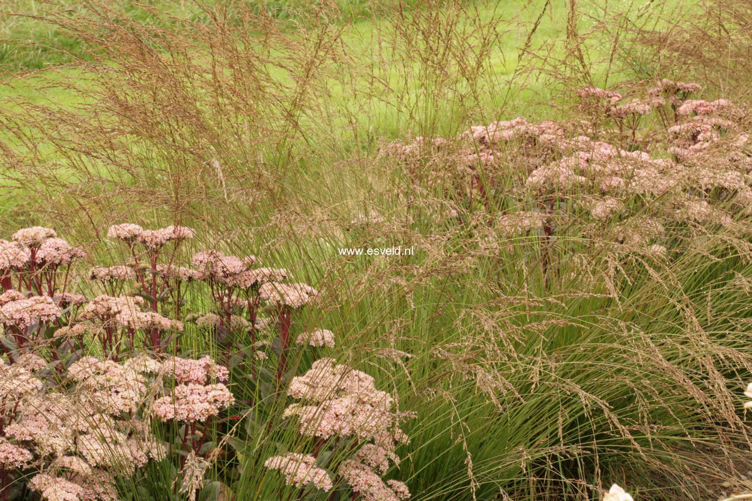 Molinia caerulea 'Edith Dudszus'