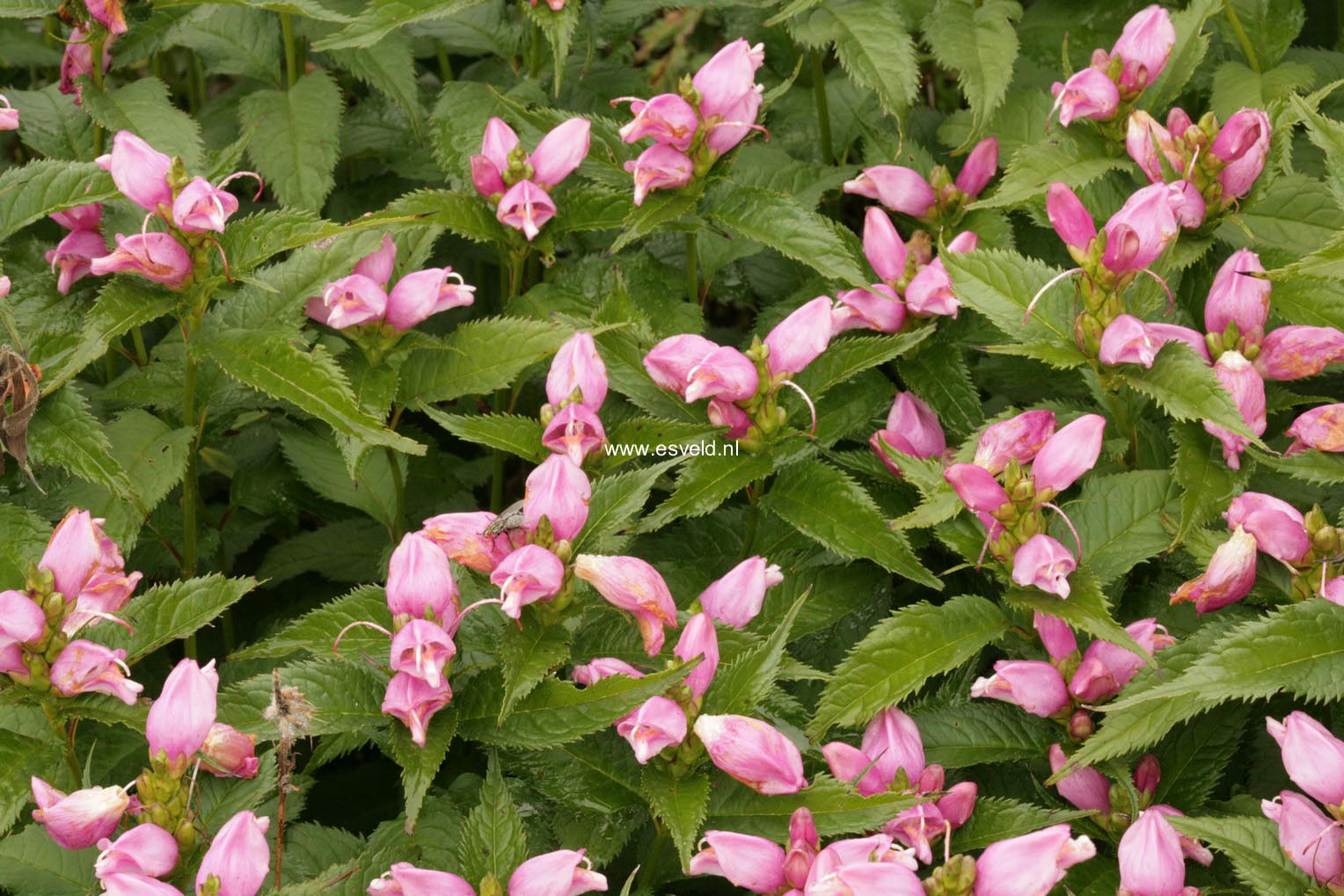 Chelone obliqua