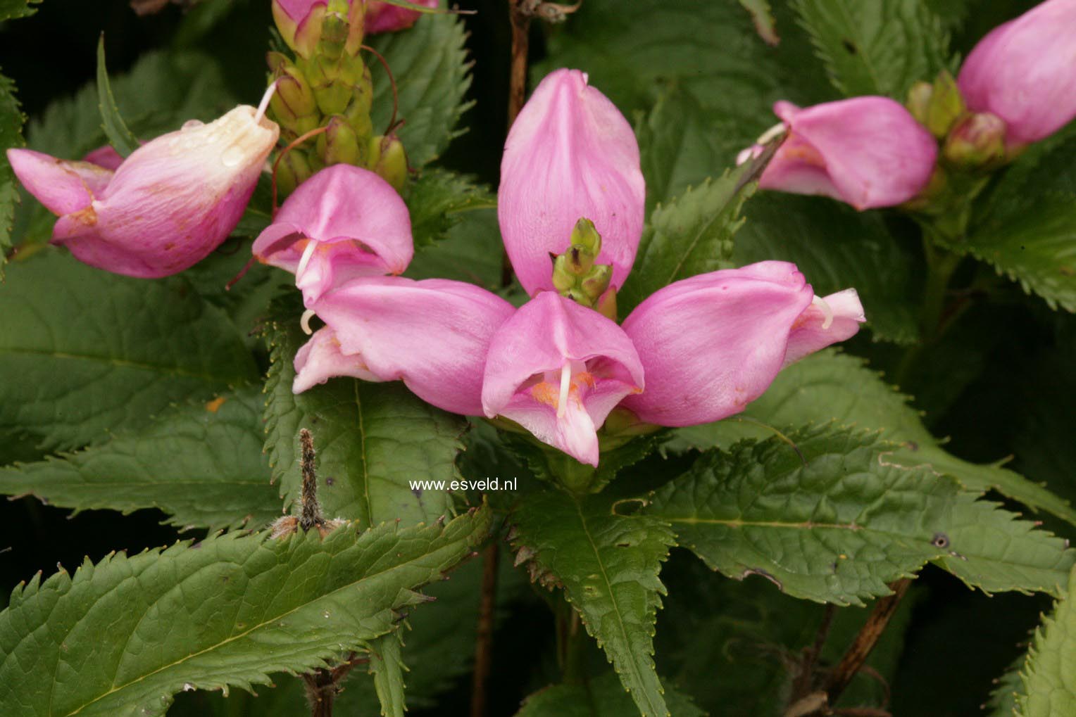 Chelone obliqua