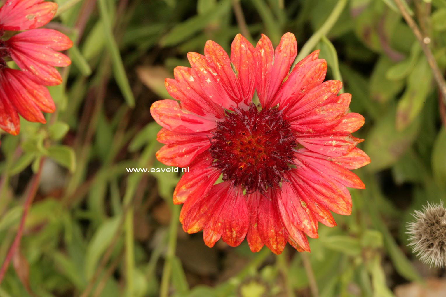 Gaillardia 'Burgunder'