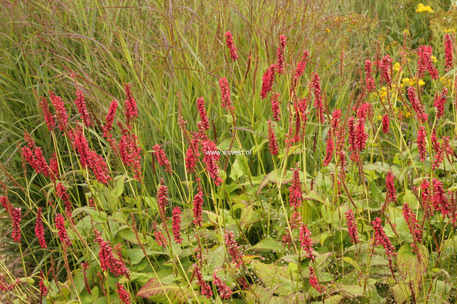 Persicaria amplexicaulis 'Blackfield'