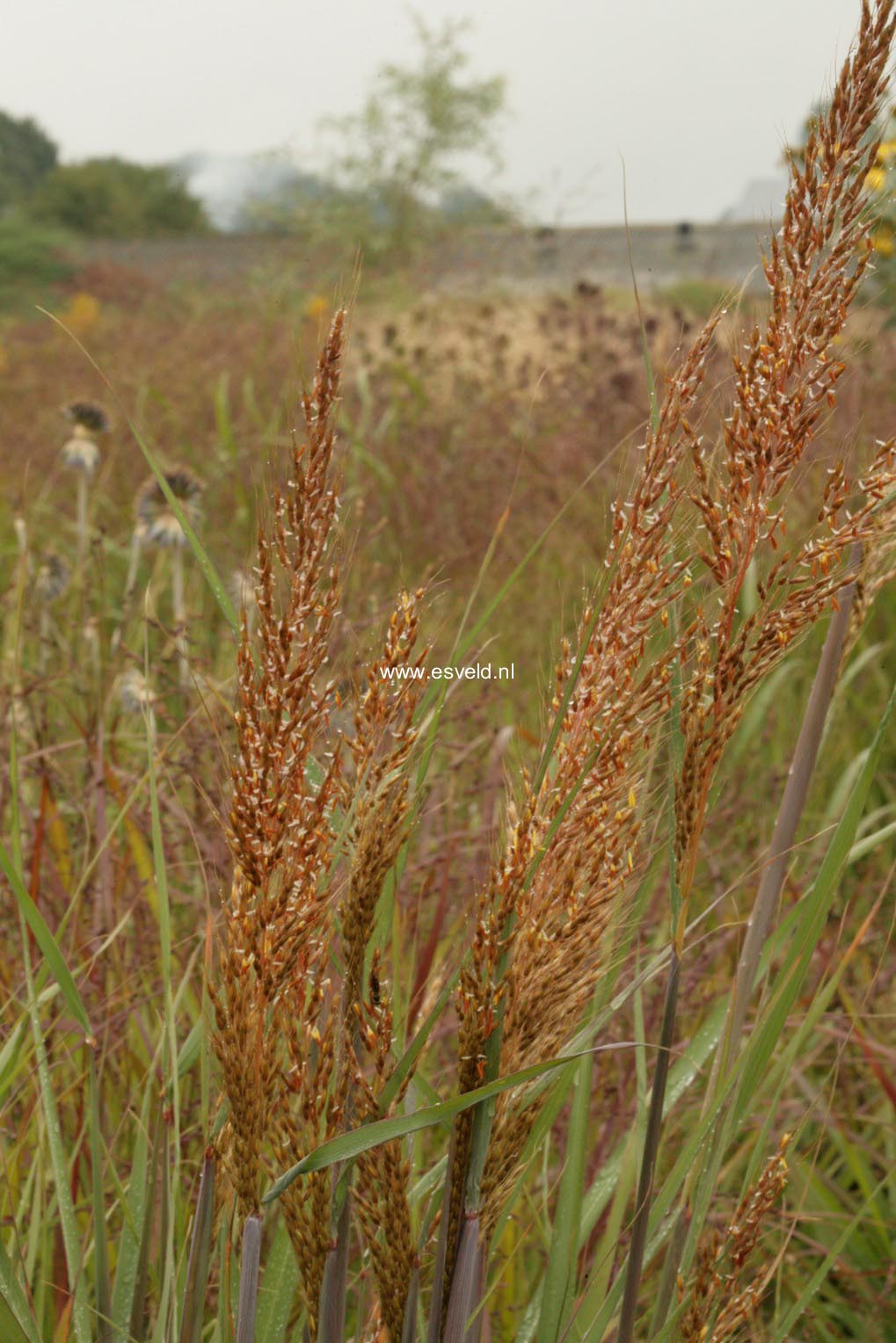 Sorghastrum nutans