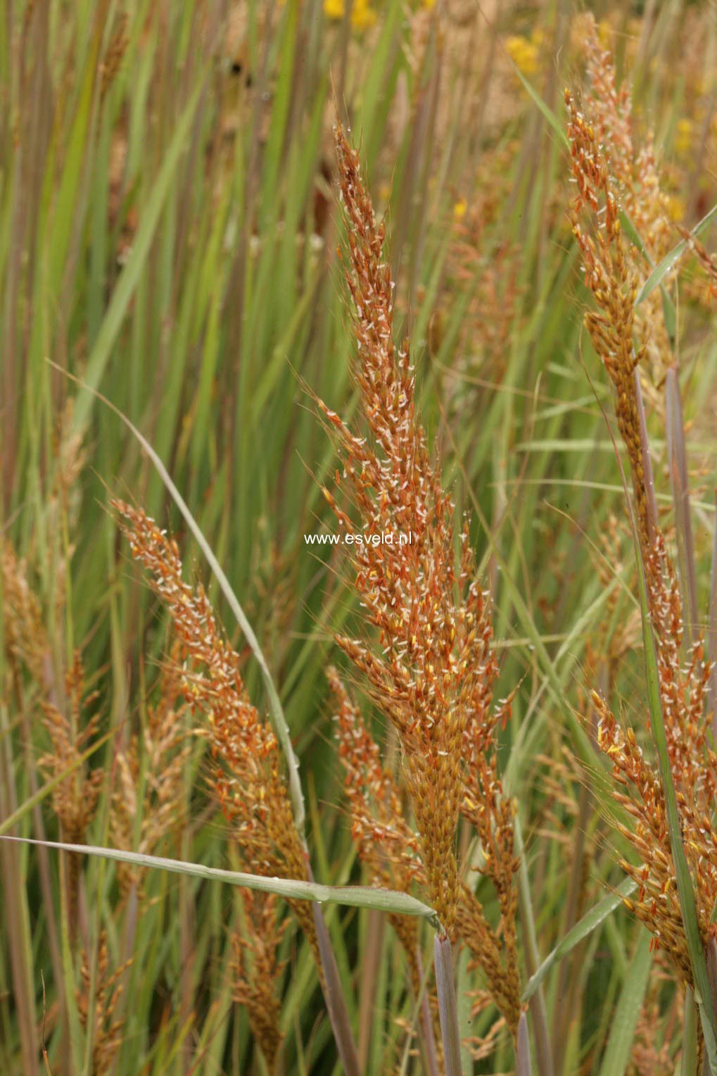 Sorghastrum nutans