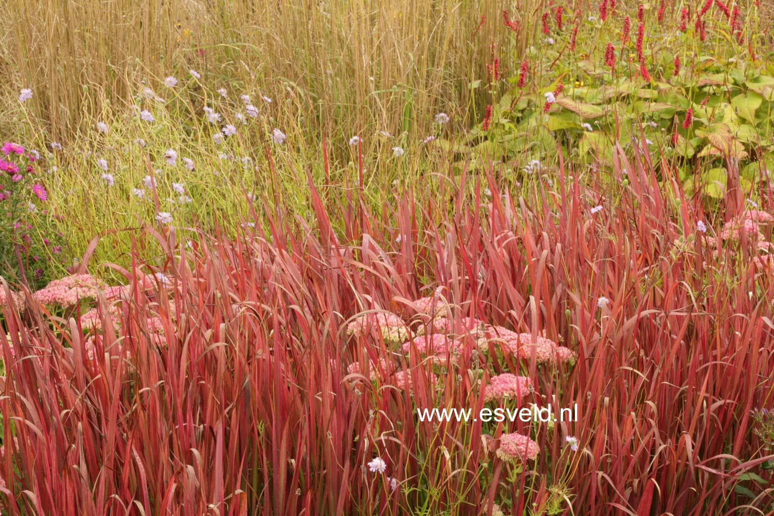 Imperata cylindrica 'Red Baron'