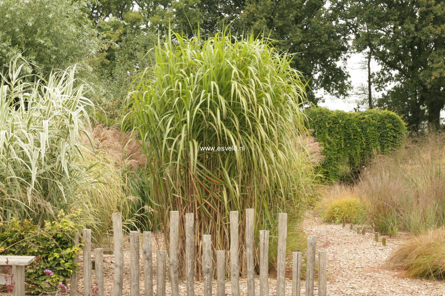 Miscanthus floridulus