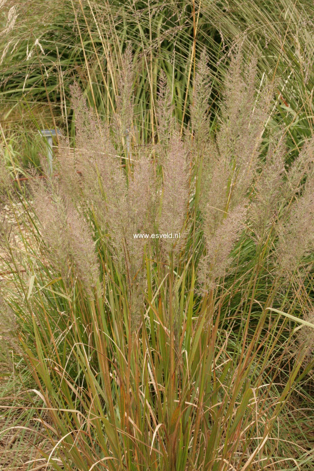 Calamagrostis brachytricha