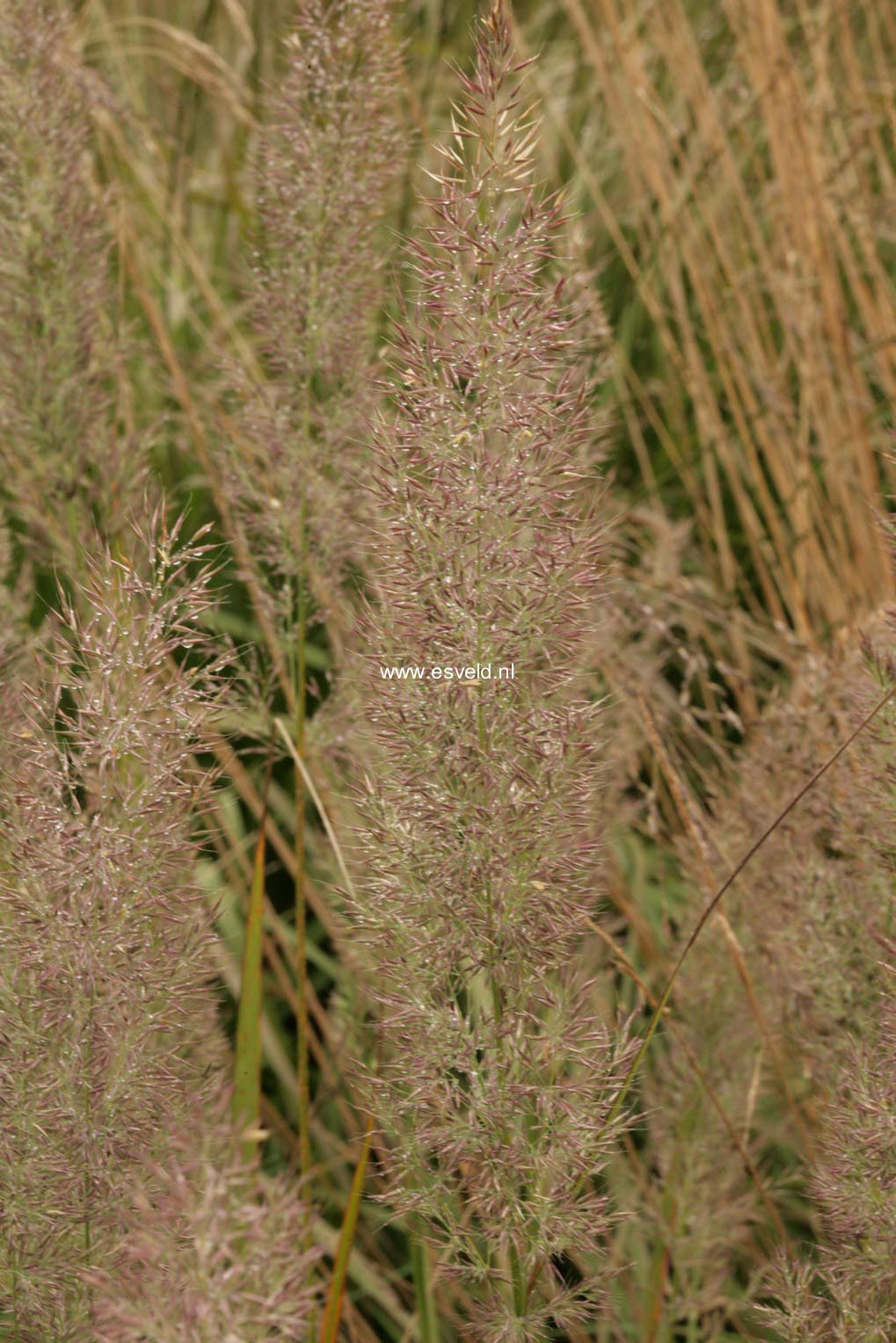 Calamagrostis brachytricha