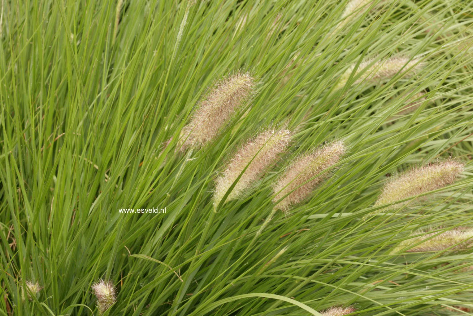 Pennisetum alopecuroides 'Herbstzauber'