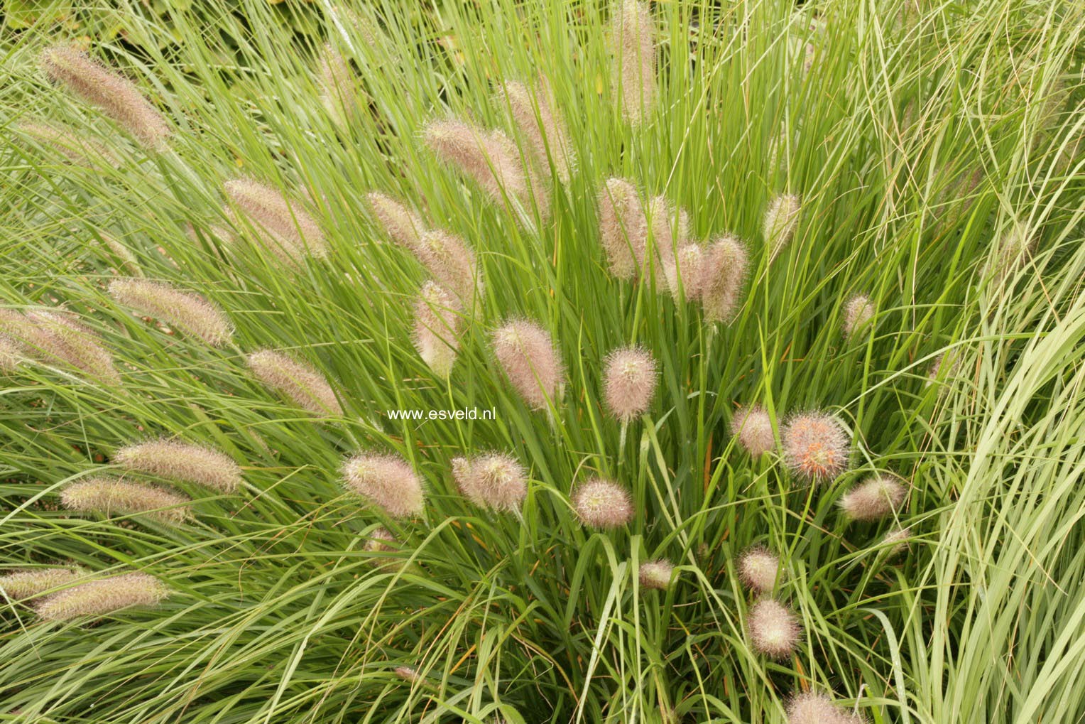 Pennisetum alopecuroides 'Magic'